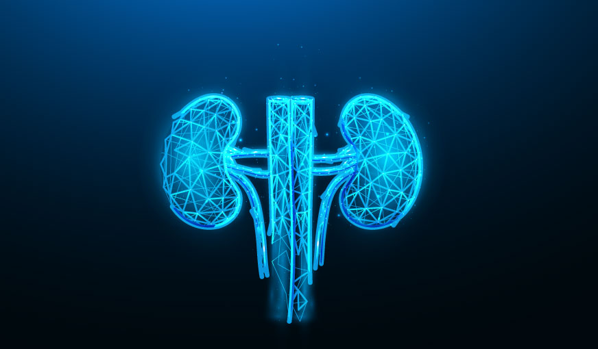 Profil renal